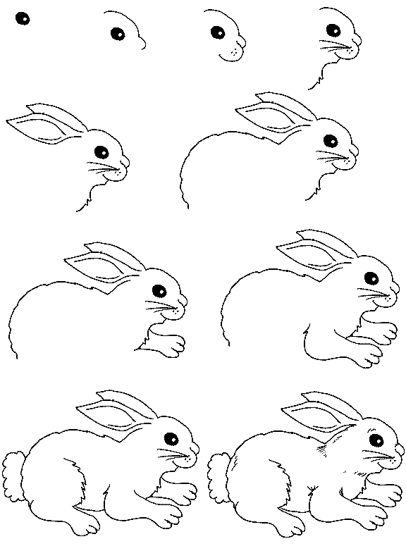 rabbit