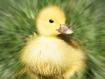 duckling